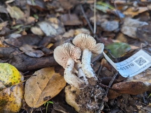 (Entoloma sp. CA54 - FDS-CA-01370)  @11 [ ] by-nc (2024) Stu Pickell Fungal Diversity Survey