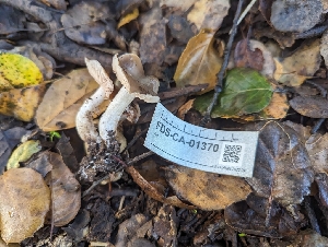  ( - FDS-CA-01370)  @11 [ ] by-nc (2024) Stu Pickell Fungal Diversity Survey