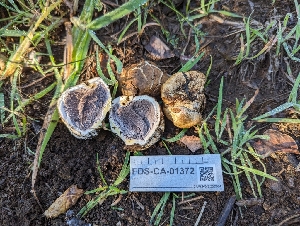  ( - FDS-CA-01372)  @11 [ ] by-nc (2024) Stu Pickell Fungal Diversity Survey