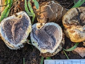  ( - FDS-CA-01372)  @11 [ ] by-nc (2024) Stu Pickell Fungal Diversity Survey