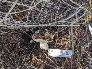  ( - FDS-CA-01377)  @11 [ ] by-nc (2024) Stu Pickell Fungal Diversity Survey
