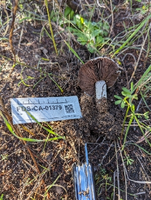  (Agaricus sp. CA07 - FDS-CA-01379)  @11 [ ] by-nc (2024) Stu Pickell Fungal Diversity Survey