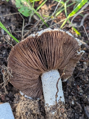  ( - FDS-CA-01379)  @11 [ ] by-nc (2024) Stu Pickell Fungal Diversity Survey
