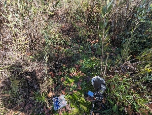  ( - FDS-CA-01384)  @11 [ ] by-nc (2024) Stu Pickell Fungal Diversity Survey