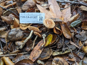  ( - FDS-CA-01387)  @11 [ ] by-nc (2024) Stu Pickell Fungal Diversity Survey