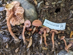  ( - FDS-CA-01386)  @11 [ ] by-nc (2024) Stu Pickell Fungal Diversity Survey