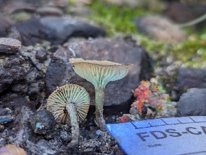  ( - FDS-CA-01392)  @11 [ ] by-nc (2024) Stu Pickell Fungal Diversity Survey