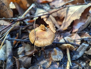  ( - FDS-CA-01394)  @11 [ ] by-nc (2024) Stu Pickell Fungal Diversity Survey