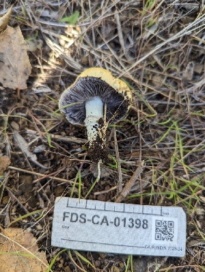  (Stropharia sp. CA01 - FDS-CA-01398)  @11 [ ] by-nc (2024) Stu Pickell Fungal Diversity Survey