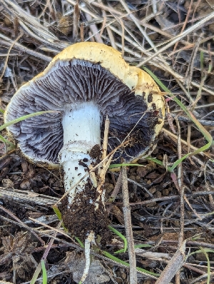  ( - FDS-CA-01398)  @11 [ ] by-nc (2024) Stu Pickell Fungal Diversity Survey