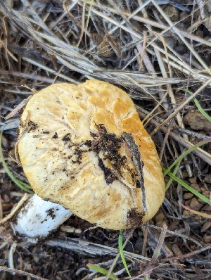  ( - FDS-CA-01398)  @11 [ ] by-nc (2024) Stu Pickell Fungal Diversity Survey