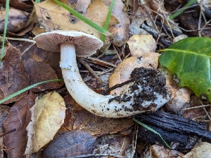  ( - FDS-CA-01400)  @11 [ ] by-nc (2024) Stu Pickell Fungal Diversity Survey
