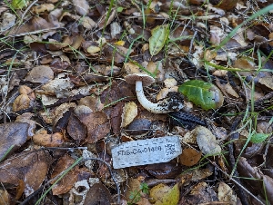  ( - FDS-CA-01400)  @11 [ ] by-nc (2024) Stu Pickell Fungal Diversity Survey
