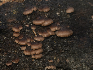  ( - FDS-CA-01391)  @11 [ ] by-nc (2024) Stu Pickell Fungal Diversity Survey