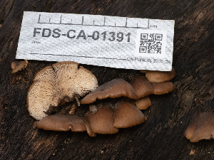  ( - FDS-CA-01391)  @11 [ ] by-nc (2024) Stu Pickell Fungal Diversity Survey