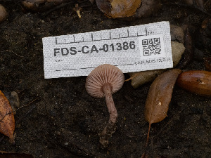  ( - FDS-CA-01386)  @11 [ ] by-nc (2024) Stu Pickell Fungal Diversity Survey