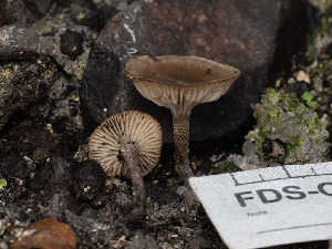  ( - FDS-CA-01392)  @11 [ ] by-nc (2024) Stu Pickell Fungal Diversity Survey