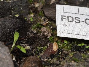  ( - FDS-CA-01393)  @11 [ ] by-nc (2024) Stu Pickell Fungal Diversity Survey