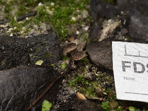  ( - FDS-CA-01393)  @11 [ ] by-nc (2024) Stu Pickell Fungal Diversity Survey