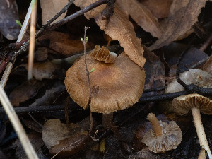  ( - FDS-CA-01394)  @11 [ ] by-nc (2024) Stu Pickell Fungal Diversity Survey