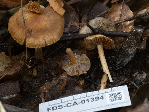  ( - FDS-CA-01394)  @11 [ ] by-nc (2024) Stu Pickell Fungal Diversity Survey