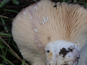  ( - FDS-CA-01378)  @11 [ ] by-nc (2024) Stu Pickell Fungal Diversity Survey