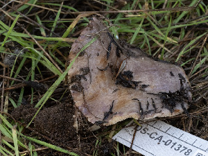  ( - FDS-CA-01378)  @11 [ ] by-nc (2024) Stu Pickell Fungal Diversity Survey
