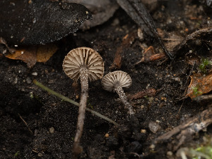  ( - FDS-CA-01384)  @11 [ ] by-nc (2024) Stu Pickell Fungal Diversity Survey