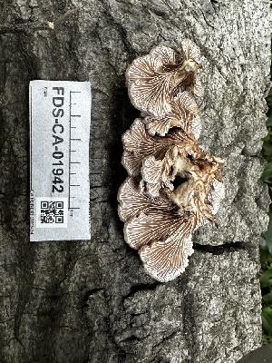  ( - FDS-CA-01942)  @11 [ ] by-nc (2024) Aaron Tupac Fungal Diversity Survey