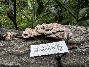  ( - FDS-CA-01942)  @11 [ ] by-nc (2024) Aaron Tupac Fungal Diversity Survey