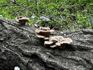  ( - FDS-CA-01942)  @11 [ ] by-nc (2024) Aaron Tupac Fungal Diversity Survey