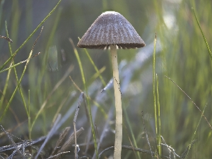  ( - FDS-CA-01362)  @11 [ ] by-nc (2024) Stu Pickell Fungal Diversity Survey