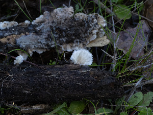  ( - FDS-CA-01363)  @11 [ ] by-nc (2024) Stu Pickell Fungal Diversity Survey