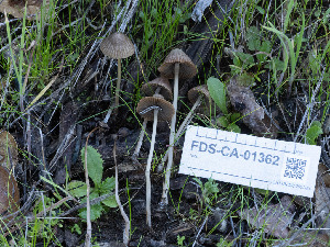  ( - FDS-CA-01362)  @11 [ ] by-nc (2024) Stu Pickell Fungal Diversity Survey