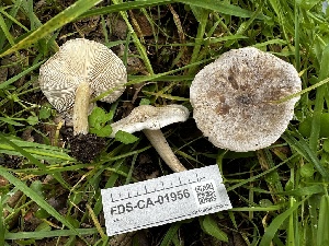  ( - FDS-CA-01956)  @11 [ ] by-nc (2024) Aaron Tupac Fungal Diversity Survey