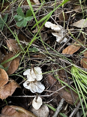  ( - FDS-CA-01956)  @11 [ ] by-nc (2024) Aaron Tupac Fungal Diversity Survey