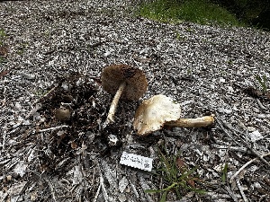  ( - FDS-CA-01960)  @11 [ ] by-nc (2024) Aaron Tupac Fungal Diversity Survey