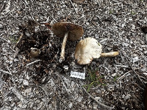  ( - FDS-CA-01960)  @11 [ ] by-nc (2024) Aaron Tupac Fungal Diversity Survey