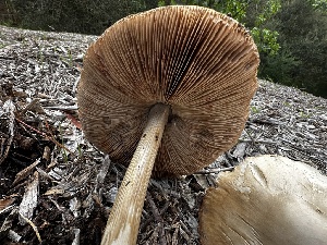  ( - FDS-CA-01960)  @11 [ ] by-nc (2024) Aaron Tupac Fungal Diversity Survey