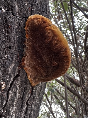  ( - FDS-CA-01915)  @11 [ ] by-nc (2024) Aaron Tupac Fungal Diversity Survey