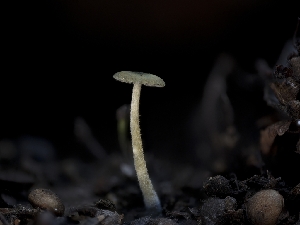  ( - FDS-CA-01324)  @11 [ ] by-nc (2024) Stu Pickell Fungal Diversity Survey