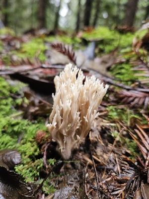  ( - FDS-CA-02188)  @11 [ ] by (2024) Mandy Hackney Fungal Diversity Survey