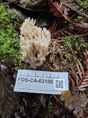  ( - FDS-CA-02188)  @11 [ ] by (2024) Mandy Hackney Fungal Diversity Survey