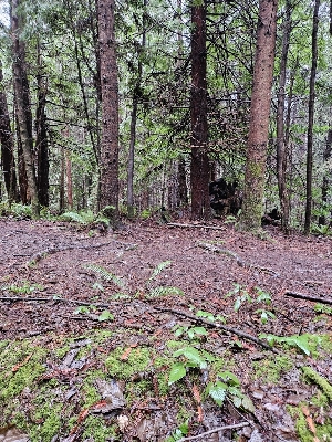  ( - FDS-CA-02188)  @11 [ ] by (2024) Mandy Hackney Fungal Diversity Survey