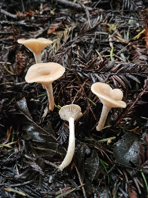  ( - FDS-CA-02128)  @11 [ ] by (2024) Mandy Hackney Fungal Diversity Survey