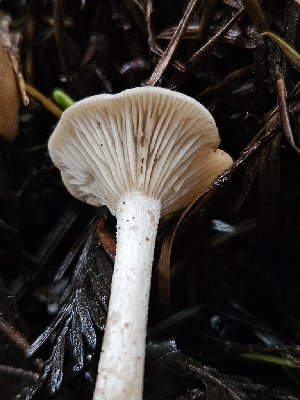  ( - FDS-CA-02128)  @11 [ ] by (2024) Mandy Hackney Fungal Diversity Survey
