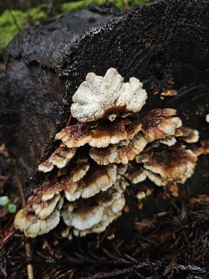  (Postia dissecta - FDS-CA-02130)  @11 [ ] by (2024) Mandy Hackney Fungal Diversity Survey