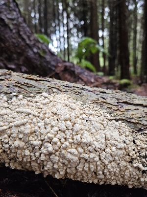  ( - FDS-CA-02198)  @11 [ ] by (2024) Mandy Hackney Fungal Diversity Survey