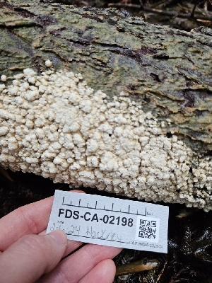  ( - FDS-CA-02198)  @11 [ ] by (2024) Mandy Hackney Fungal Diversity Survey