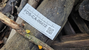  ( - FDS-CA-00432)  @11 [ ] by-nc (2024) Thea Chesney Fungal Diversity Survey